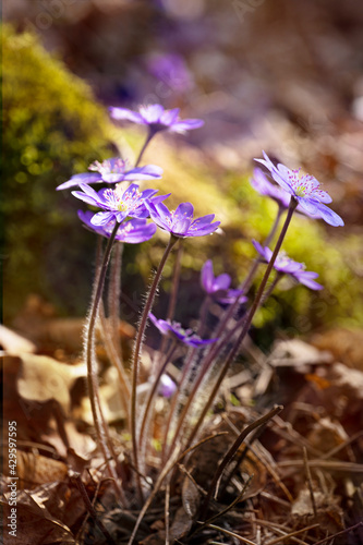 Hepatica in the forest, spring flowers, purple, springtime, blooming, close-up, warm colors, horizontally photo
