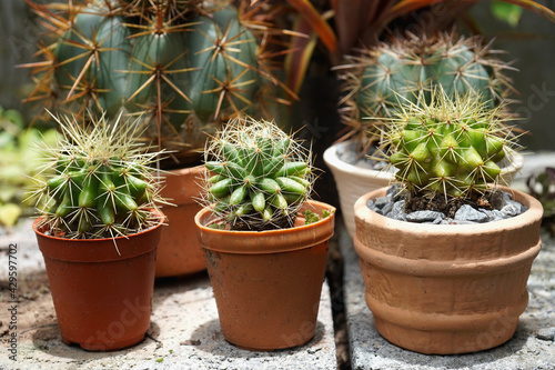 cactus on pots in garden