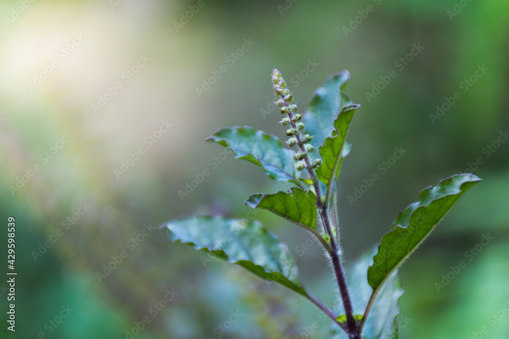 Close-up of Thai basil leaves and Thai basil flowers, and blur the background. Close-up of Thai basil leaves and Thai basil flowers, and blur the background.