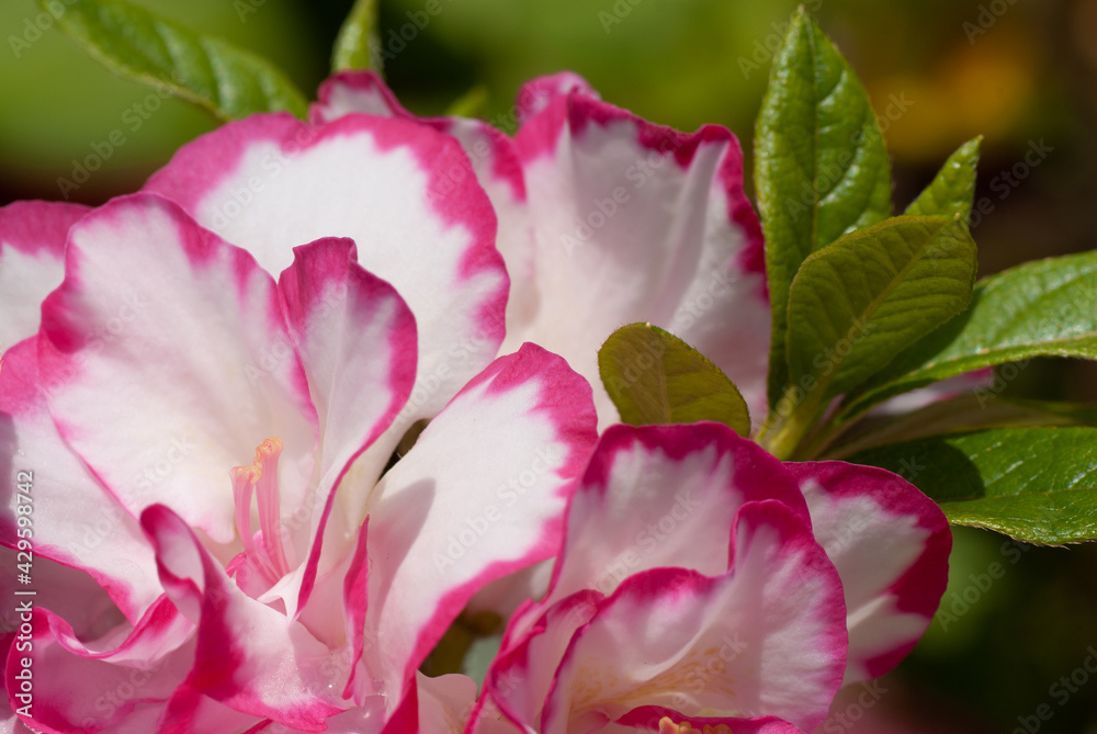 Azalea Pink and White Bicolor Flowers Close Up