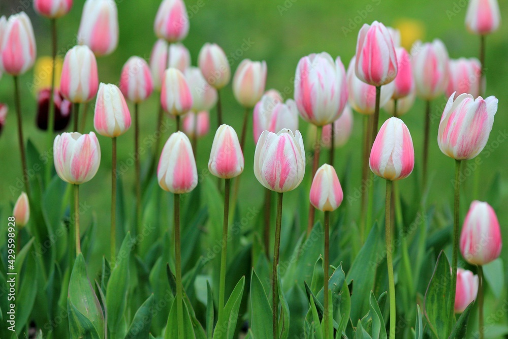 Pink tulips in the park in spring
