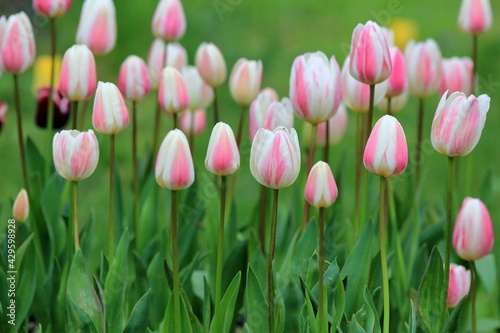 Pink tulips in the park in spring