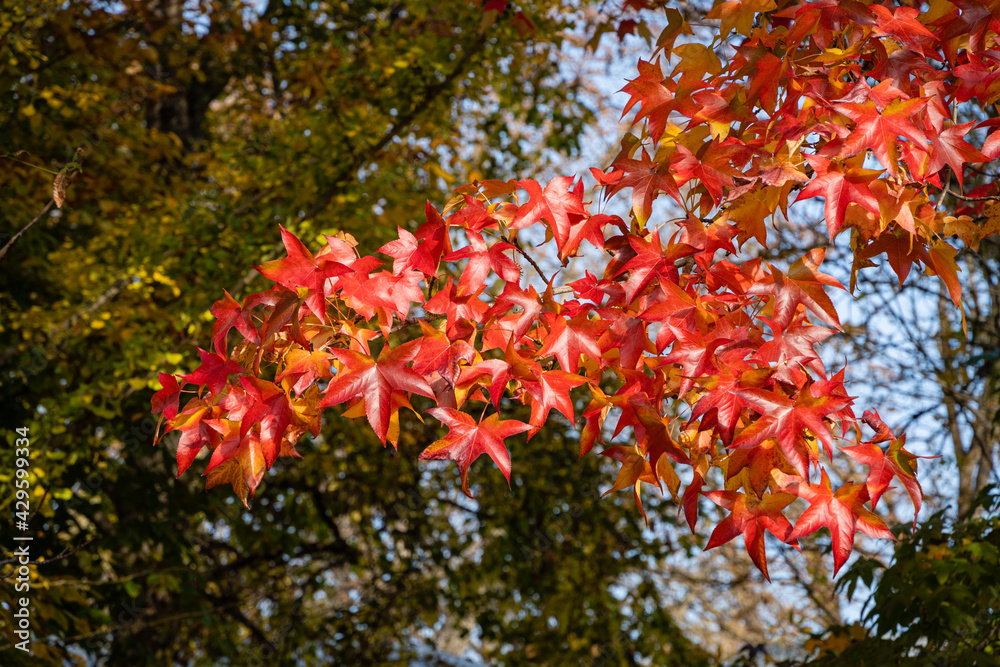 Multicolored red and yellow leaves of Liquidambar styraciflua, commonly called American sweetgum (Amber tree) against blurred background of green leaves of deciduous trees. Selective focus. Close-up. Multicolored red and yellow leaves of Liquidambar styraciflua, commonly called American sweetgum (Amber tree) against blurred background of green leaves of deciduous trees. Selective focus. Close-up.