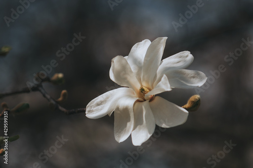 Wallpaper. Close-up of a white magnolia. Spring Floral Background Magnolia Blossom Botanical Garden.