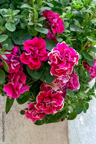 A petunia bush with many beautiful bright pink flowers.