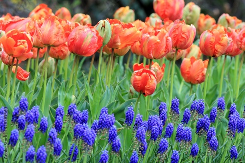 Colorful tulips and blue muscari in the park in spring