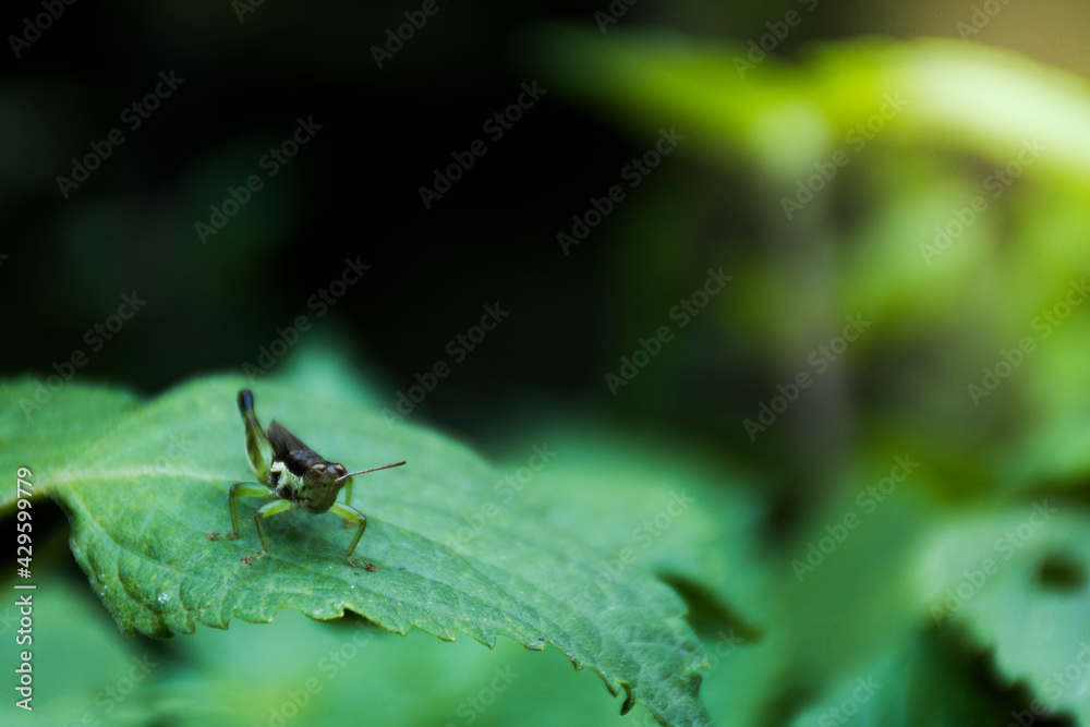 Close-up of the leaves on the leaves, and blur the background of the leaves behind. Close-up of the leaves on the leaves, and blur the background of the leaves behind.