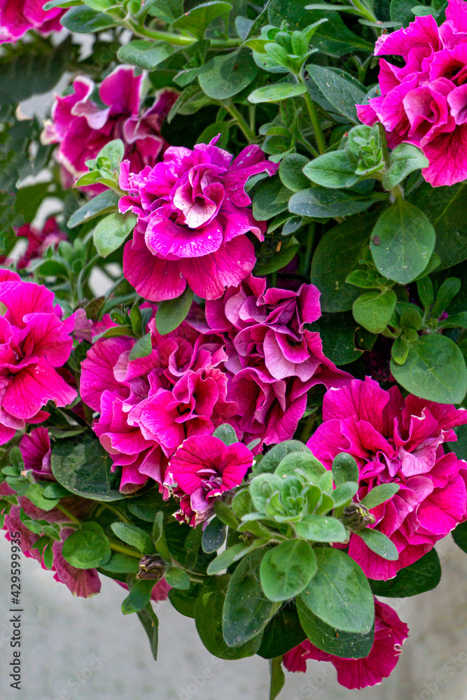 A petunia bush with many beautiful bright pink flowers. A petunia bush with many beautiful bright pink flowers.
