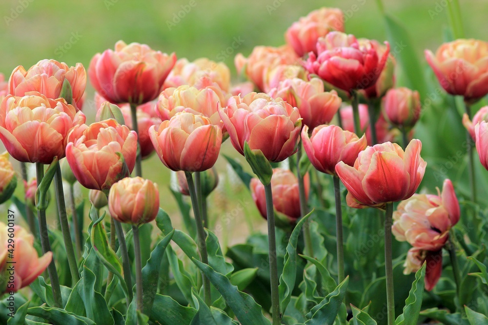 Obraz premium Pink tulips in the park in spring
