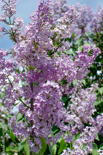Lilac bush, lilac, spring flowers, warmth, nature, natural, sunny weather, green leaves