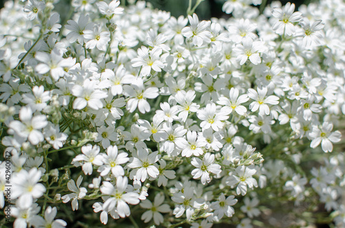 White wildflowers, beautiful, nature, on the site. natural, chamomile