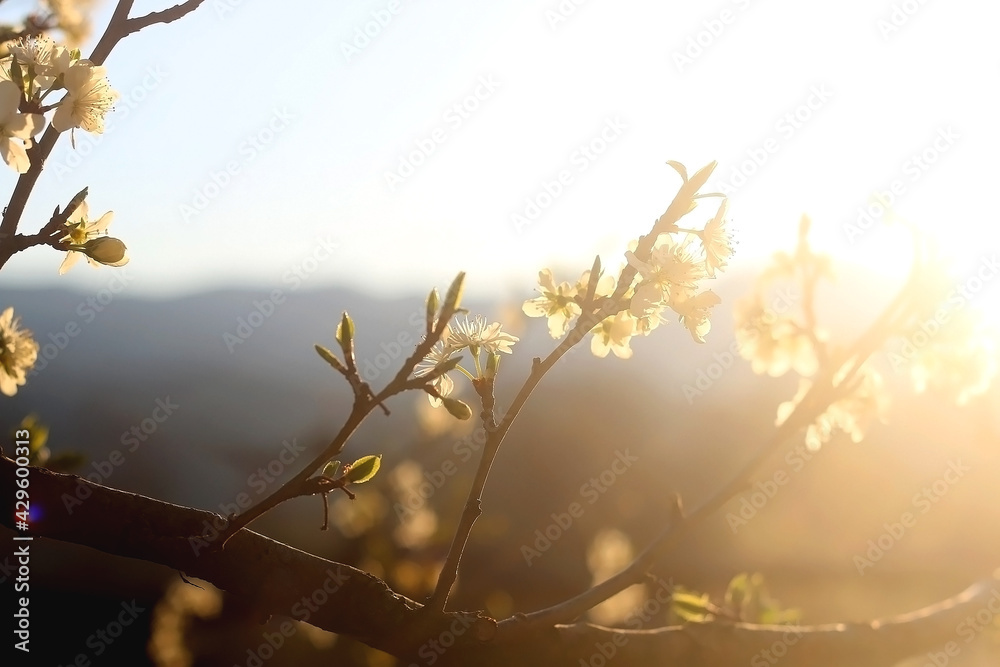 Obraz premium Spring blossoms on a tree. Selective focus.