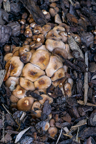 Edible mushrooms make their way through the bark of a tree in the forest.