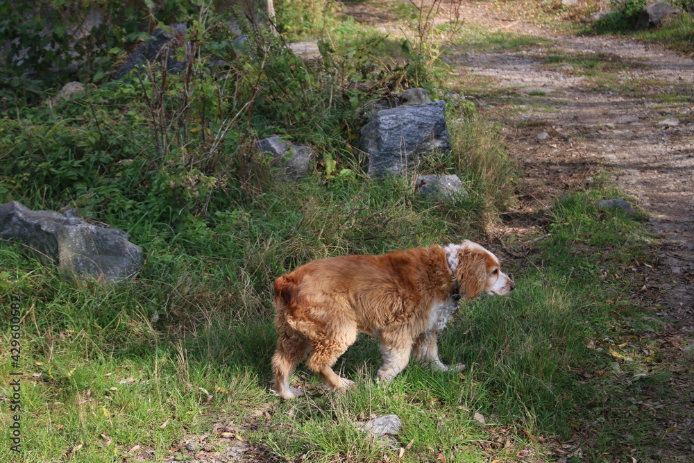 Naklejka premium golden spaniel walk on grass
