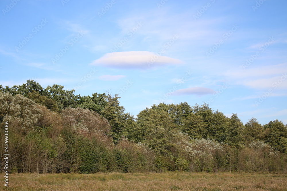 landscape with trees