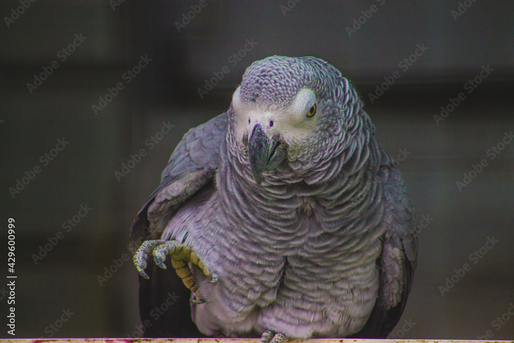 Obraz premium african grey parrot