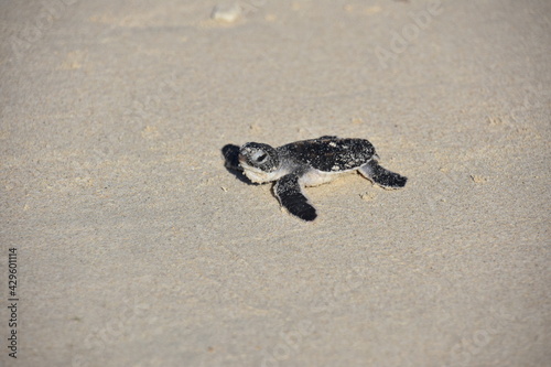 Baby Sea Turtle Lifts Head Up on Beach