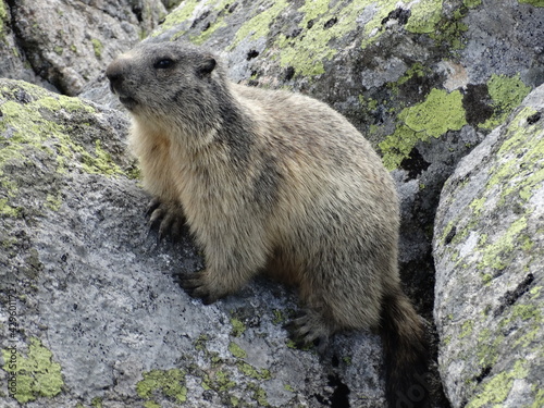 Świstak w Tatrach, Marmot, zwierzęta w górach, TPN, 