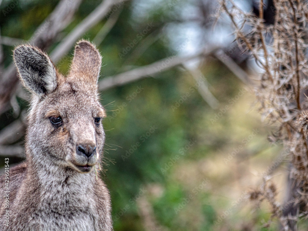 Pensive Kangaroo