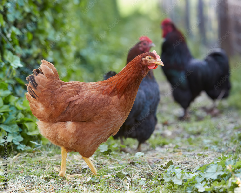 Fototapeta premium Brown and black chickens running free in the garden