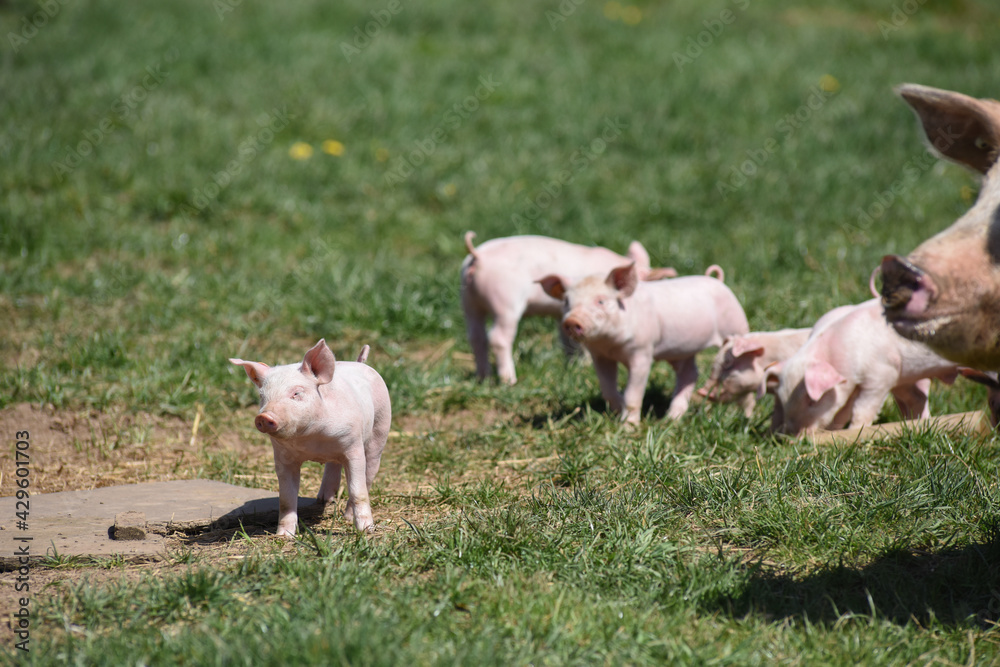 cochon porc porcelet viande elevage agriculture cochon porc porcelet viande elevage agriculture