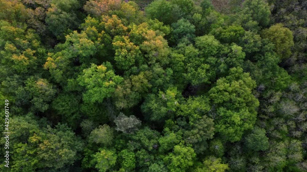 Early spring in forest aerial top view, countryside woodland, Drone zoom out oak tree above colorful texture in nature