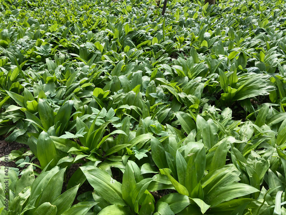 Obraz premium Wild garlic in forest Ulm 2 - by juma