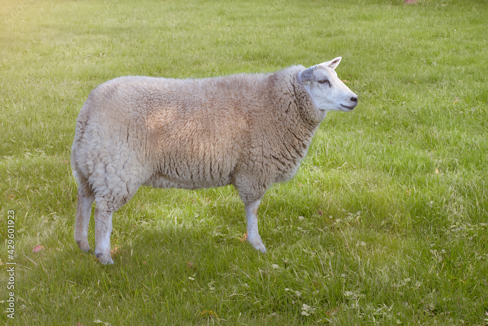 Flemish white sheep in the meadow Flemish white sheep in the meadow