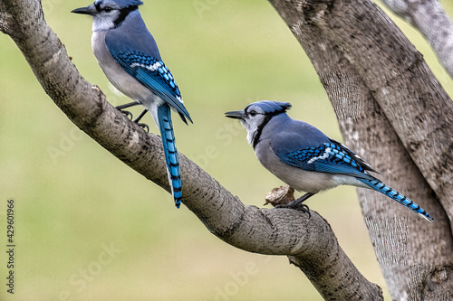 two blue jay perched on a branch