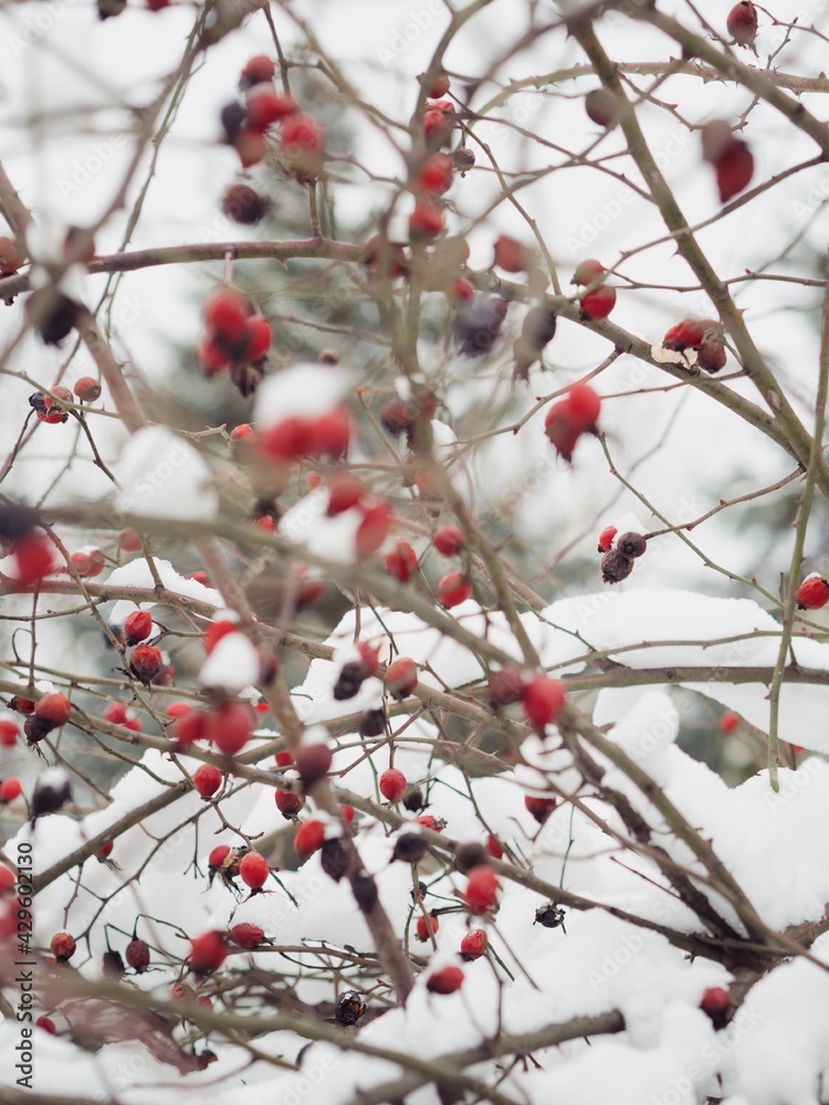 Dog-rose bush with red berries under the snow Dog-rose bush with red berries under the snow