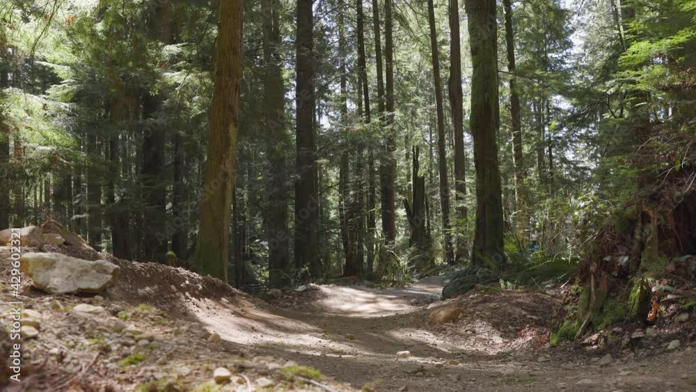 Mountain bikers going downhill in an evergreen forest, adventure sport, no faces. 4K 24FPS.