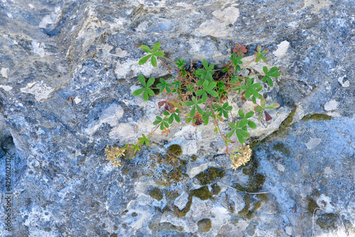 Kalkfelsen-Fingerkraut (Potentilla caulescens) photo