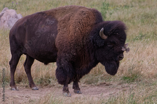 Le bison d'Amérique et l'étourneau