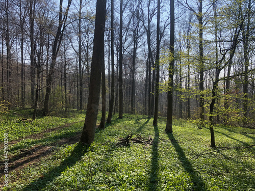 Forest in Ulm 3 - by juma