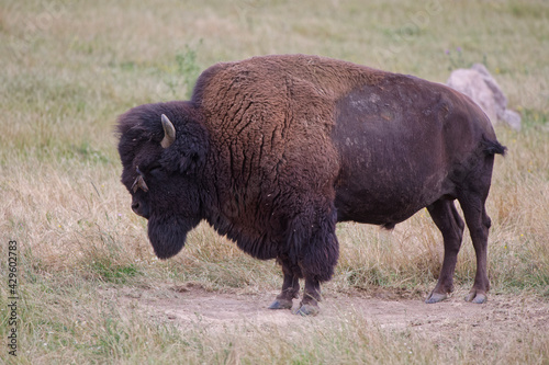 Le bison d'Amérique et l'étourneau