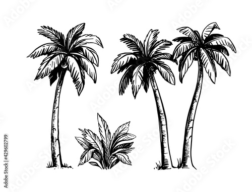 Tropical coconut palm trees. Black and white hand drawn vector. 