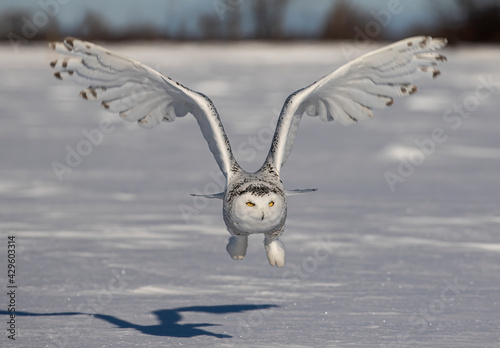 Snowy owl (Bubo scandiacus) female hunting over an open snowy field in Ottawa, Canada