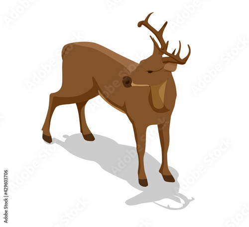 Isometric deer vector illustration. Proud Noble Deer male isolated on white background