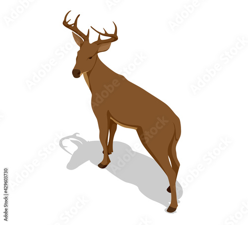 Isometric deer vector illustration. Proud Noble Deer male isolated on white background
