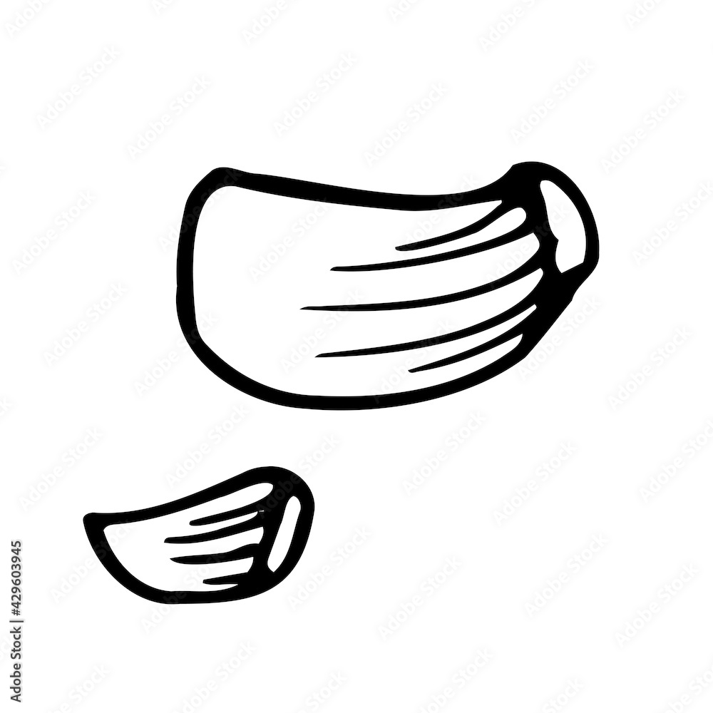 Garlic. Hand drawn vector illustration for logo, print. Black doodle. Hand Drawn Doodle Style Realistic Illustration.Vector Illustration. Garlic. Hand drawn vector illustration for logo, print. Black doodle. Hand Drawn Doodle Style Realistic Illustration.Vector Illustration.