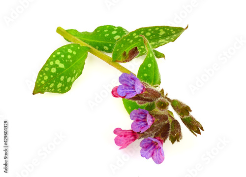 Lungwort (Pulmonaria Officinalis) Medicinal Herb Flower Plant. Also known as Common Lungwort, Mary's Tears or Our Lady's Milk Drops. Isolated on White.