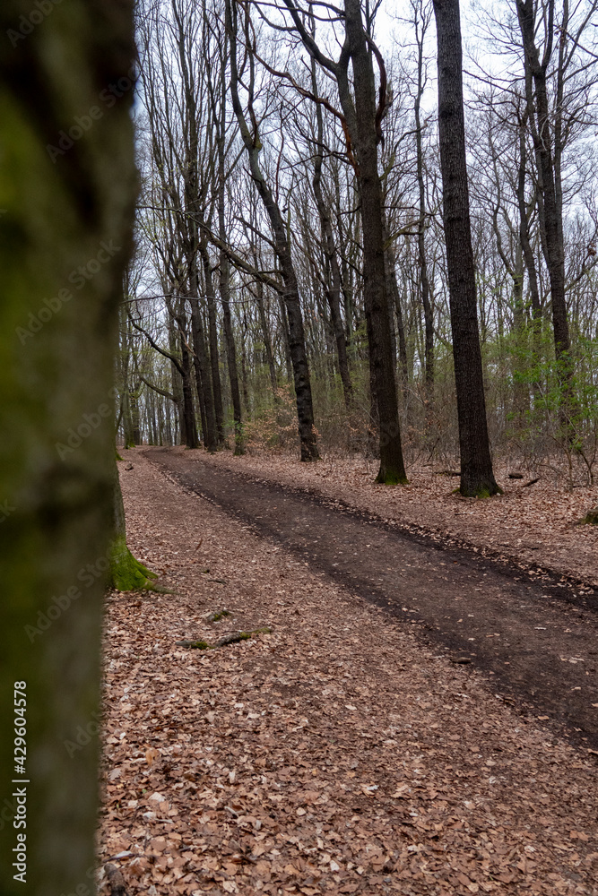 Fototapeta premium Waldweg