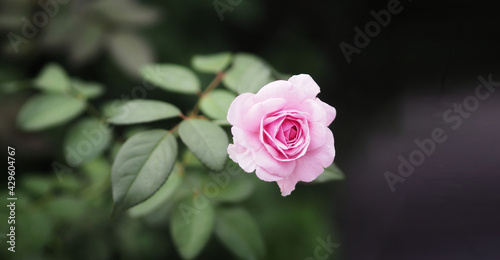 Принти на полотні pink rose flower arrangement Beautiful bouquet on blurred of nat