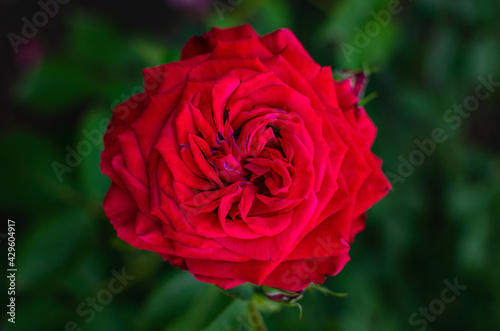 Beautiful flowers, red roses, bud, spring, warm weather, natural, petals, macro, on the street, greenhouse