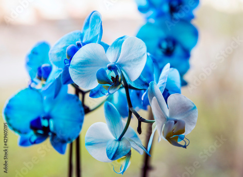 Blue orchid flowers on nature background