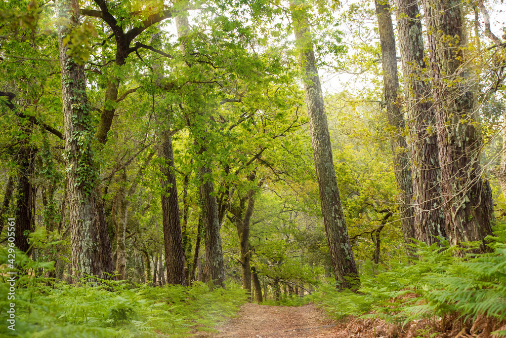 Naklejka premium beautiful landscape of the forests of southwestern France in spring