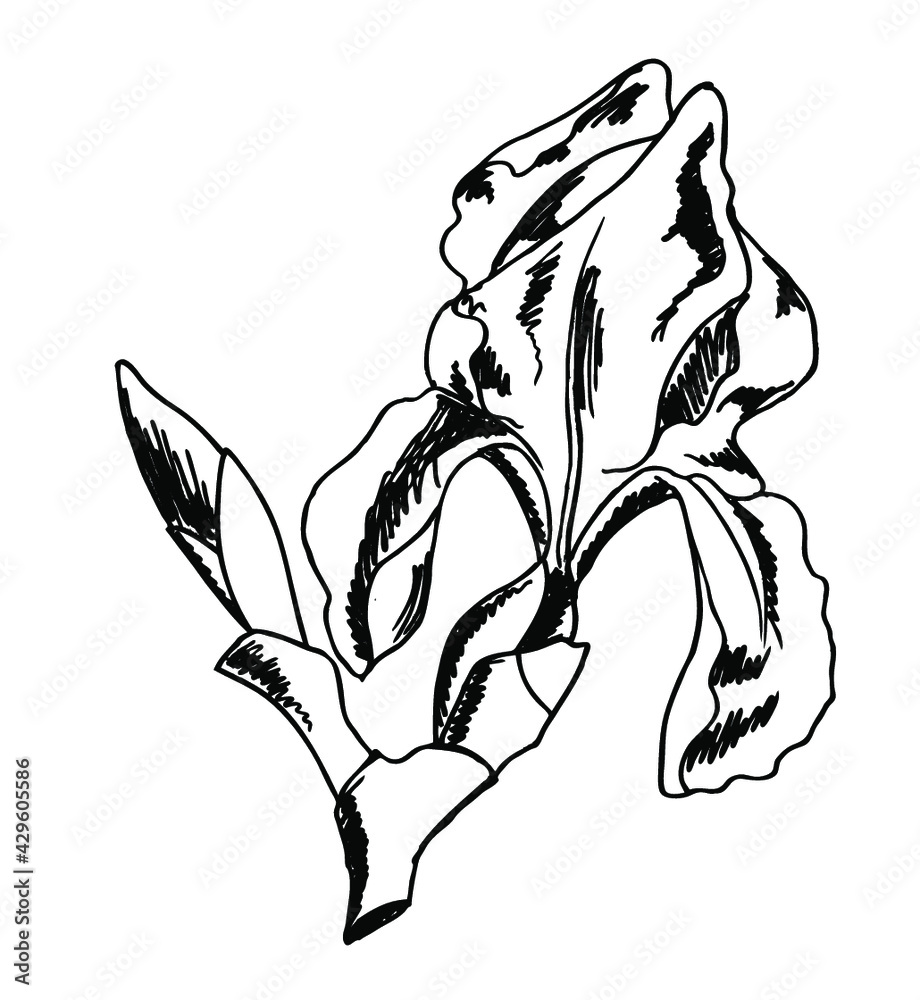 Vector ink line sketch of the beautiful iris flower isolated on a white background Vector ink line sketch of the beautiful iris flower isolated on a white background