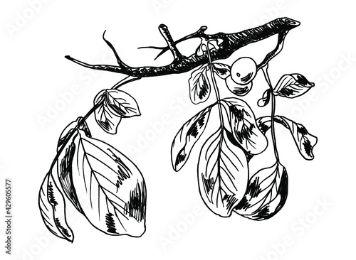 Vector ink line sketch of the walnut branch with leaves and nuts isolated on a white background