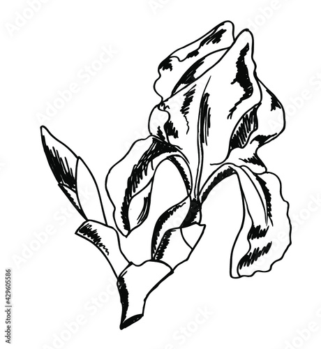 Vector ink line sketch of the beautiful iris flower isolated on a white background