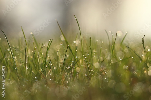 morning dew in the grass